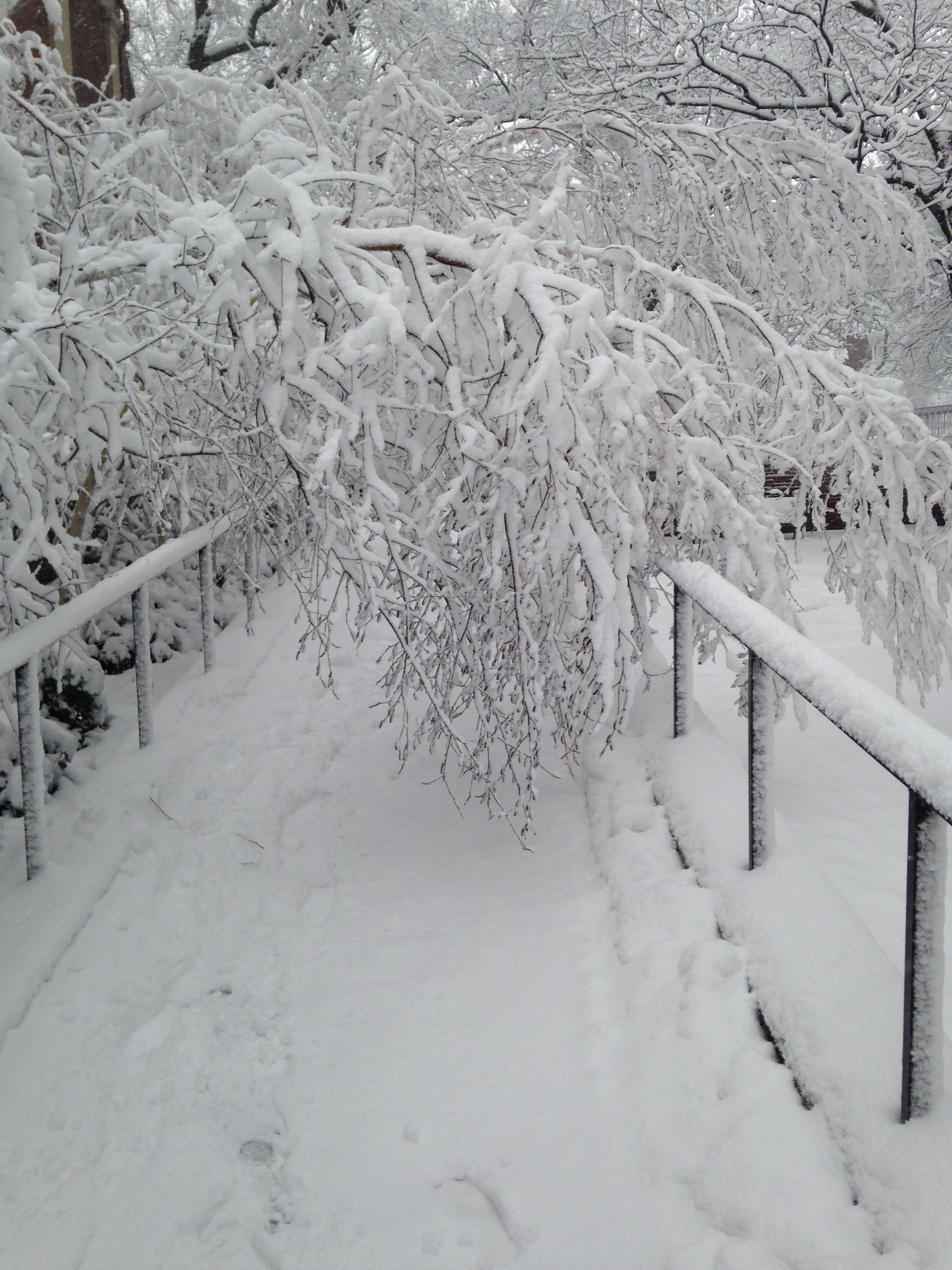 A tree branch, weighed down by snow, blocks a walkway.
