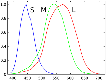 Simplified human cone response curves. Curves show blue, green, and red sensitivities.
